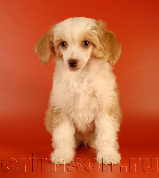 Rus Crimson Empaer Chivas Revolve