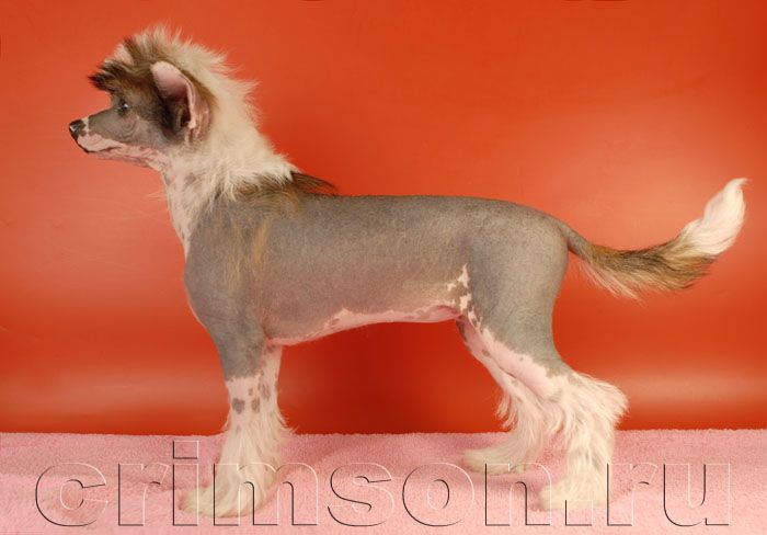 Rus Crimson Empaer Cherry Baby