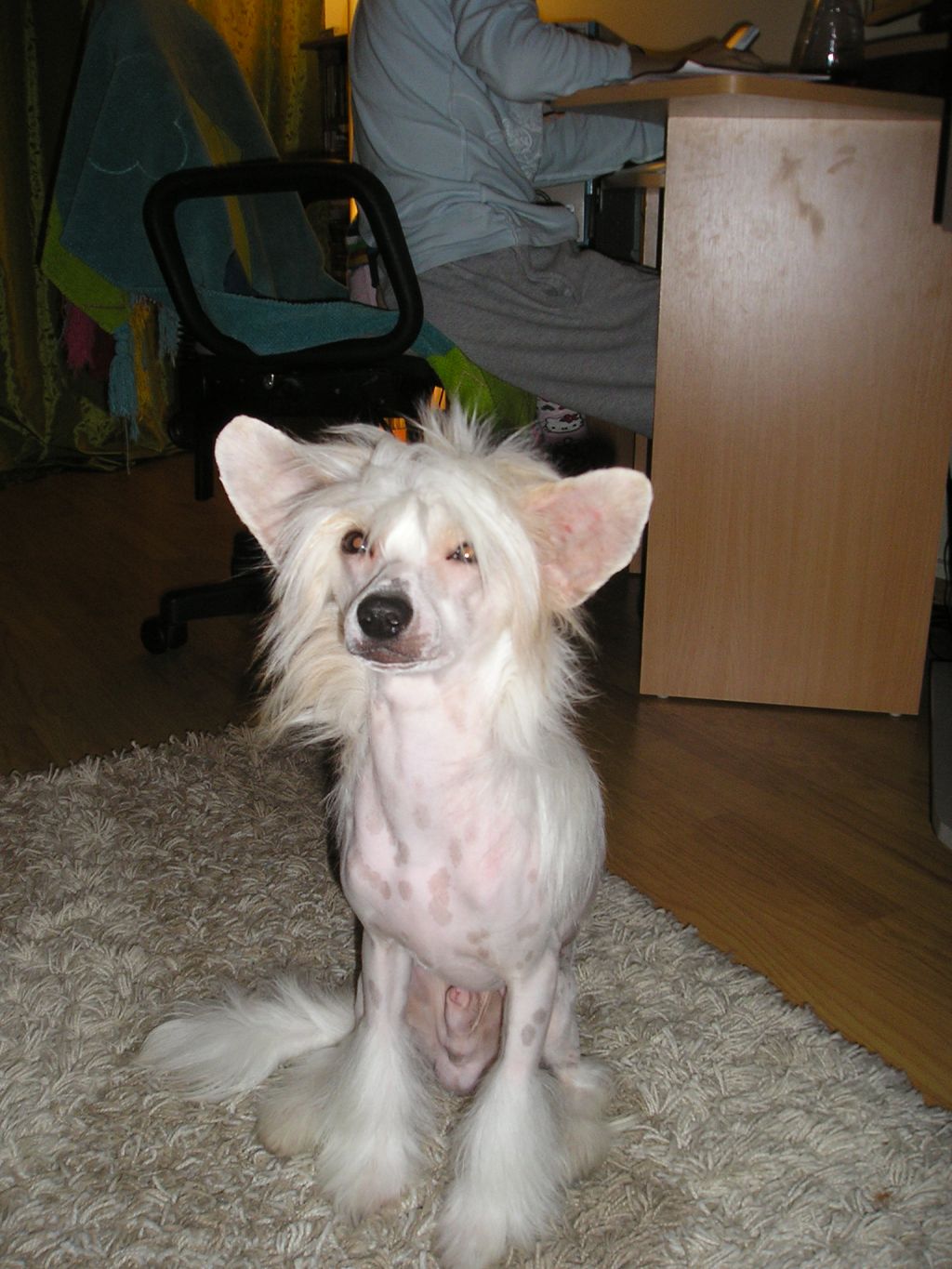 Ardengo dalle Bronco Piccolo Amico