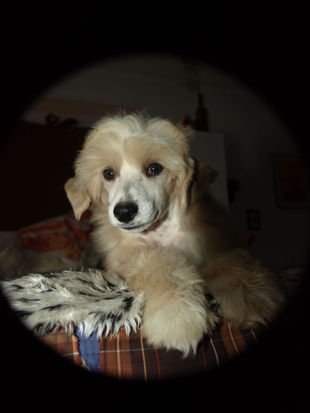 Adriano dalle Bronco Piccolo Amico