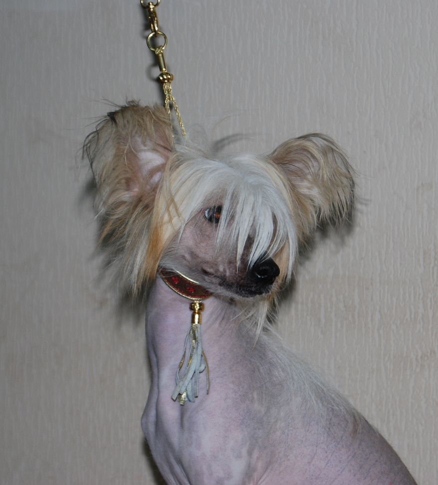 Anno Domini Oks Kompani