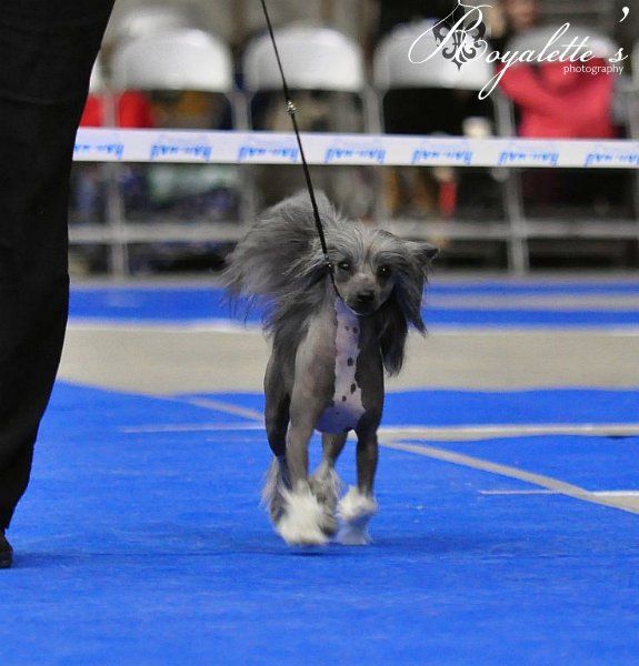 Dragon Moon Ninja Warrior