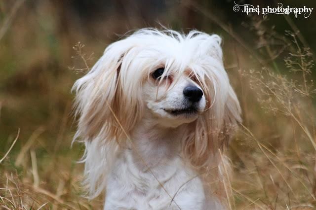 Dragon Moon Golden Geisha