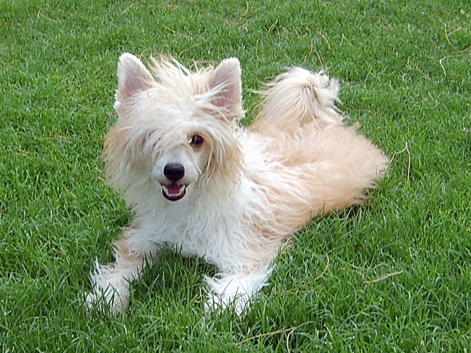 Candas We-B A Golden Honey Bear