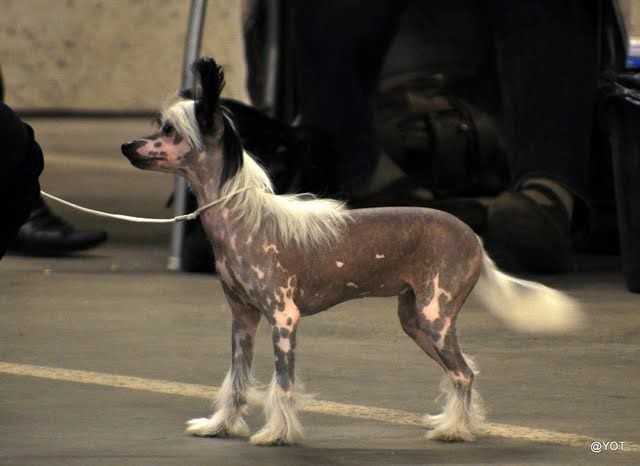 Stormblåstens Witchcraft