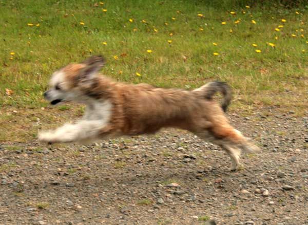 Kuminaaman Irish Toffee