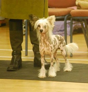 Dizame Debonair for pixeleen