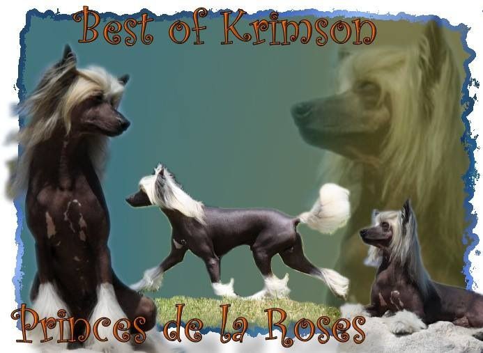 Best of Krimson Princes de la Roses