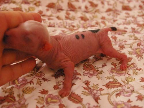 Oriental Jokes Ever for Ever