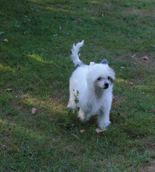 Oriental Jokes Ectasy