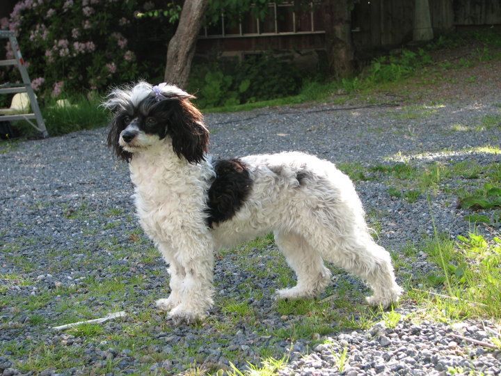 Untouchable's No Doubt