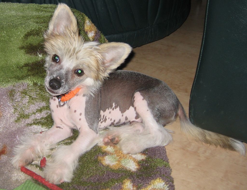 New Wave Giotto de GabriTho