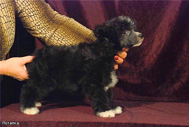 Gallurius Believe Me