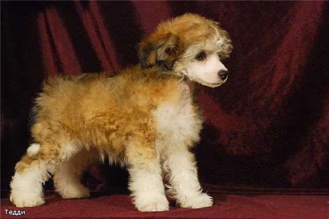 Gallurius Brown Teddy