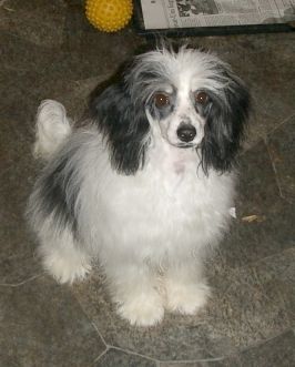 Jesco jocoso jovencito of Powder Dream