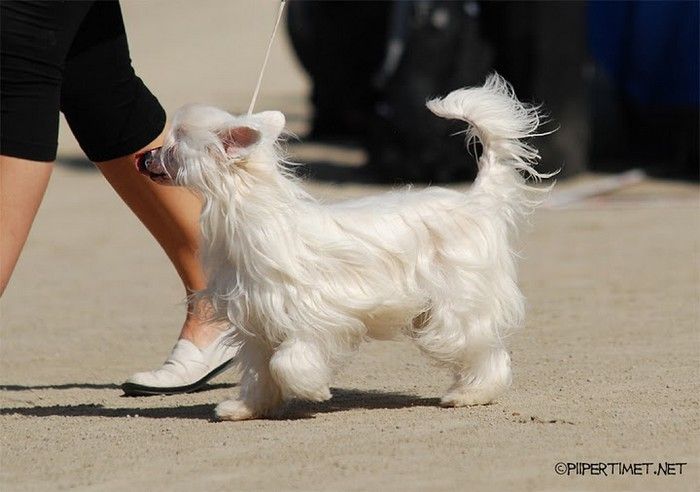 Maybell's Dream Believer