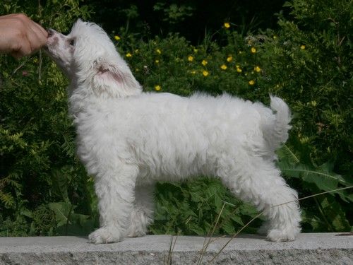 Maybell's Day Dreamer