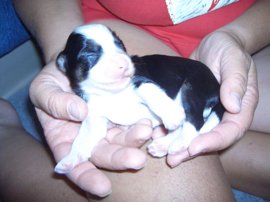 Divas-Palace Beautyfully Timmy