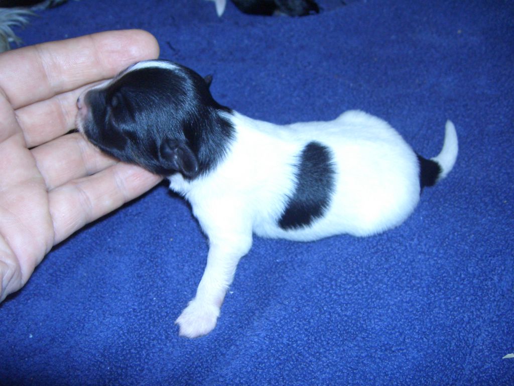 Divas-Palace Beautyfully Sammy