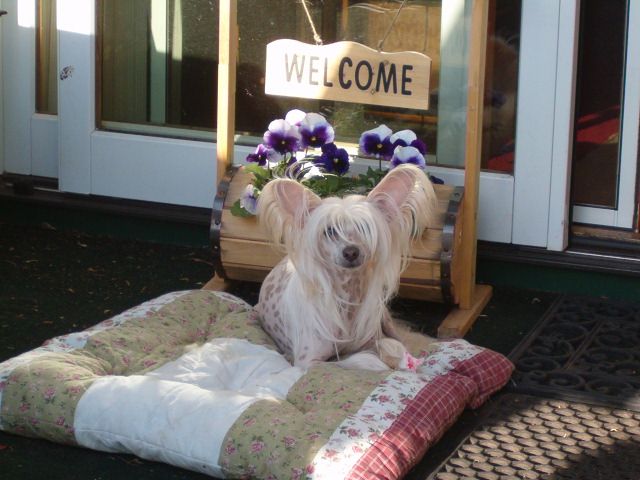 Tri-cas Sweet Talk'N Woman at TLC