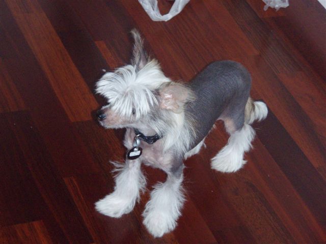 Koreke Simi O Duos Insula