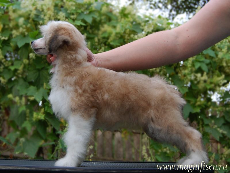 True Magnifisen Dallas