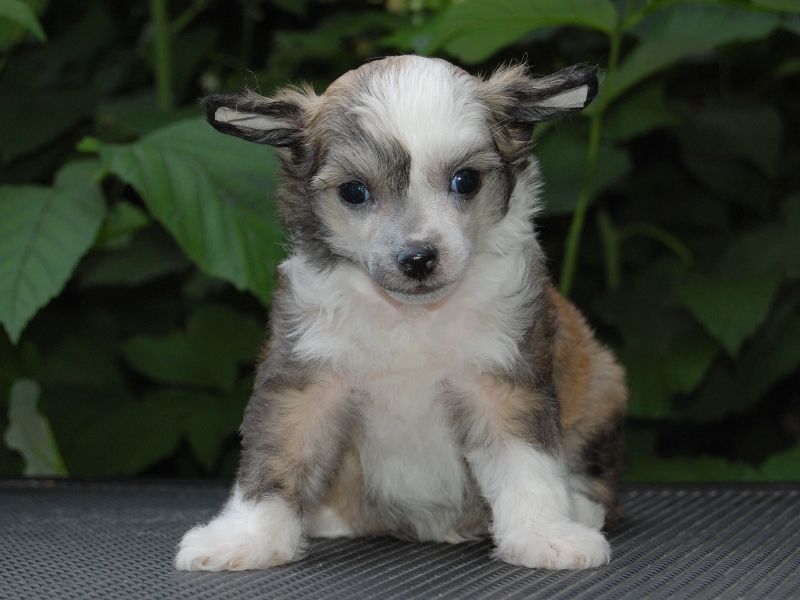 True Magnifisen Dayton