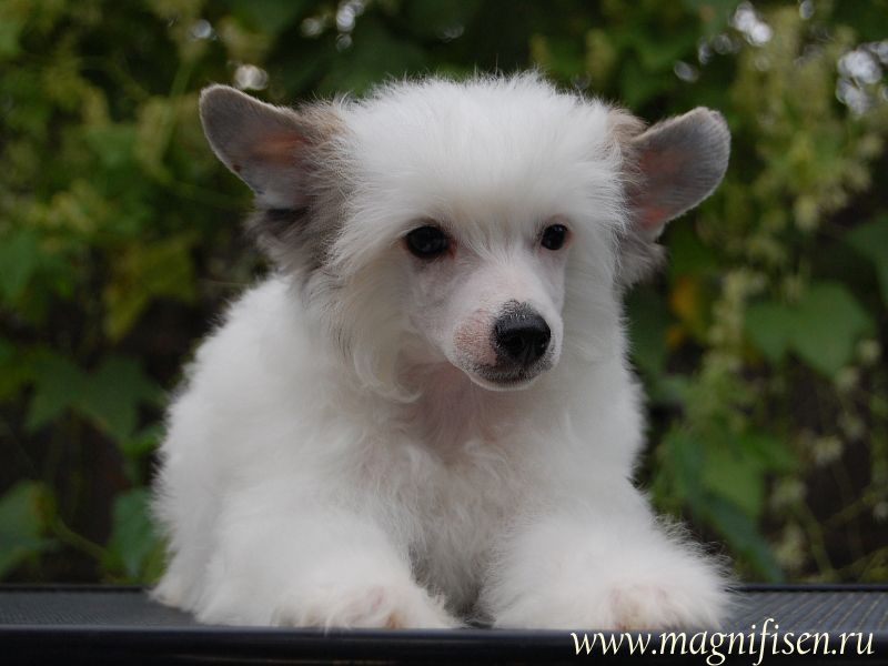 True Magnifisen Jackson