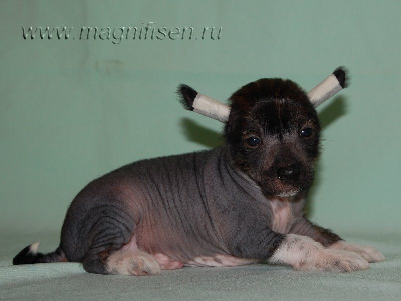 True Magnifisen Hollywood