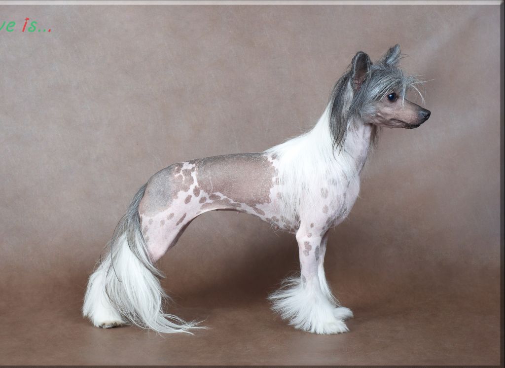 Excluzivnaja Shtuchka