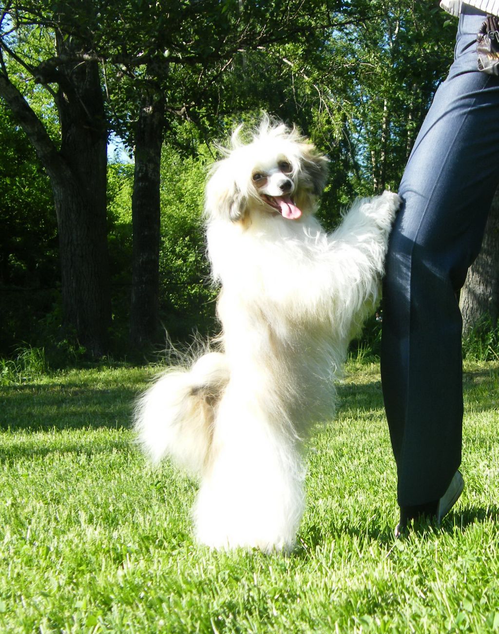 Shoory-Moory Pro Amury