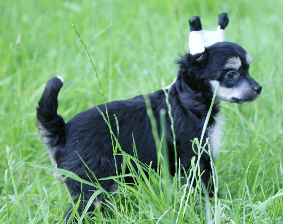 Exotica Black Diamond Du Coeur Des Tenebres