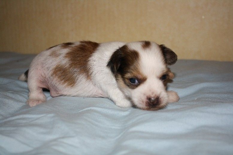 Pikkuusen Ehti Ensin