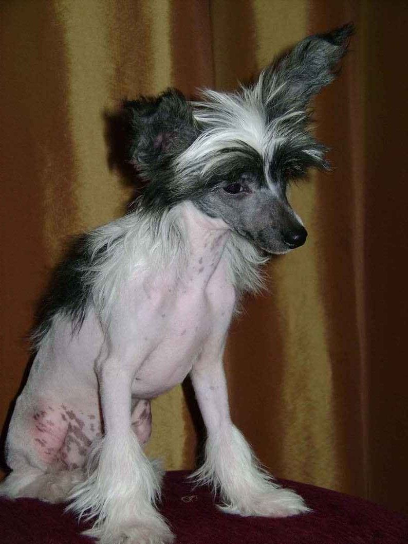 Fantastik Kashmir Nice Tatu