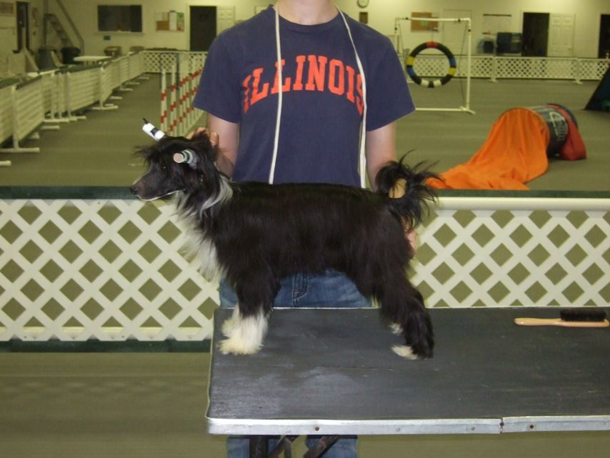 Diva's Midnight Santeria