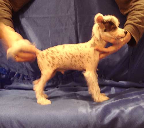 Sunny Lion Oligarh Osinskiy