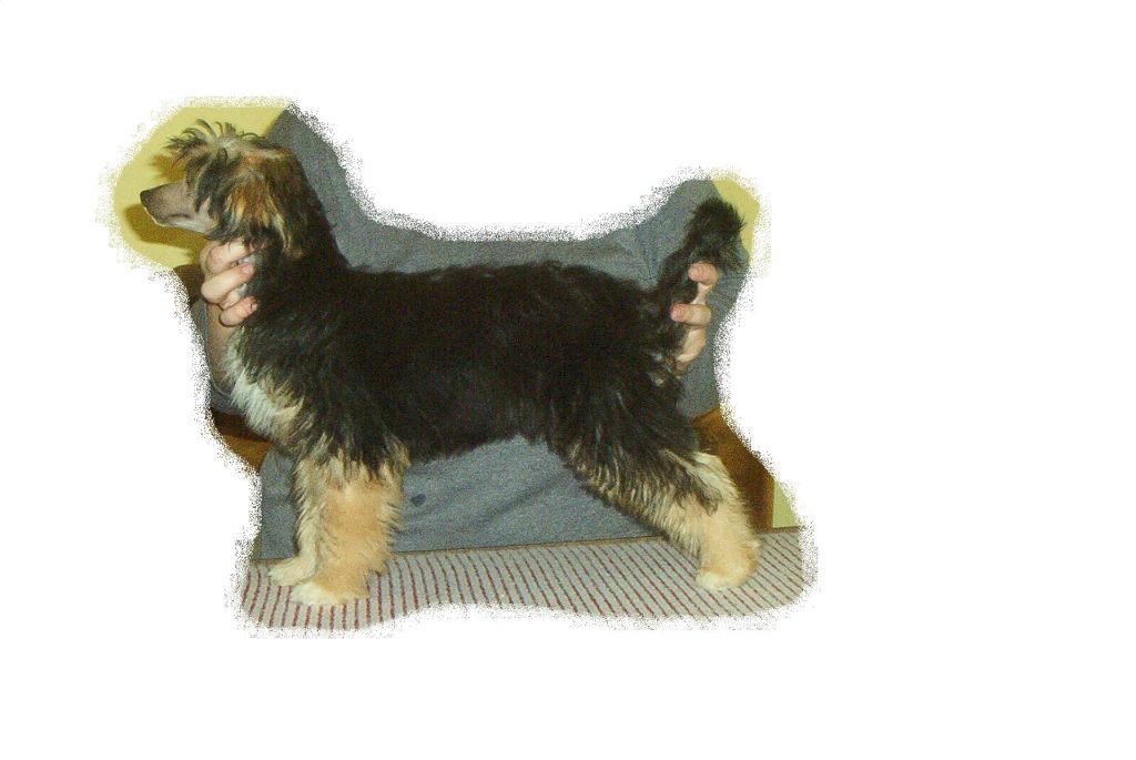 Barbe De Capucin Gabrie Vamfim