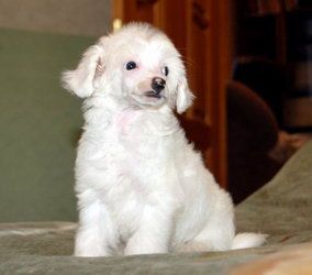 Irgen Gold Zinedin Zidan