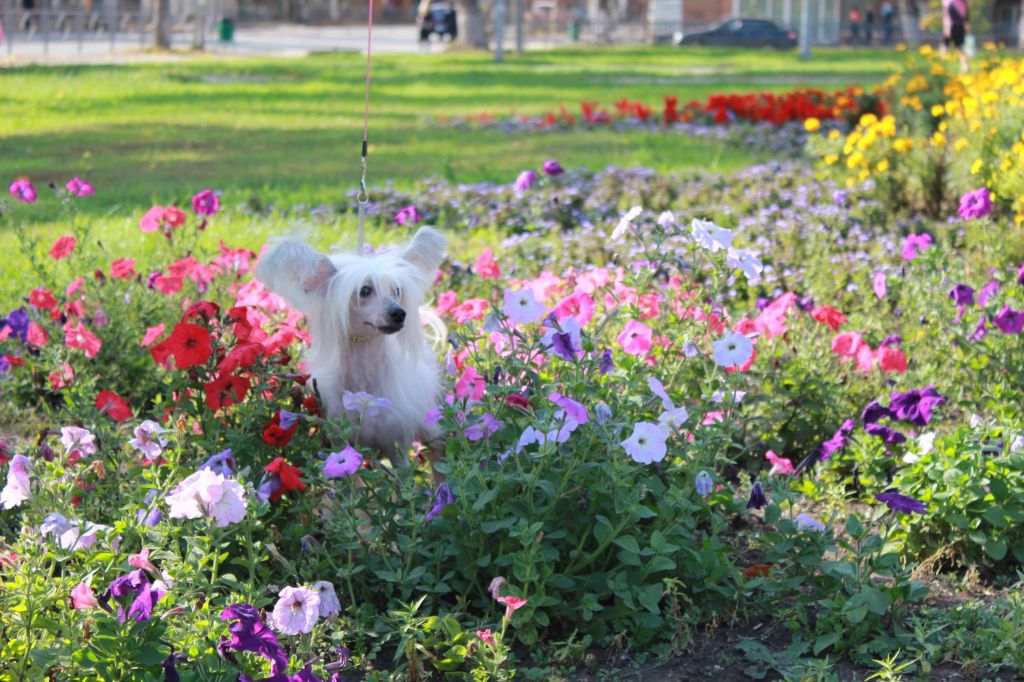 Gallurius Blossom In The Skay