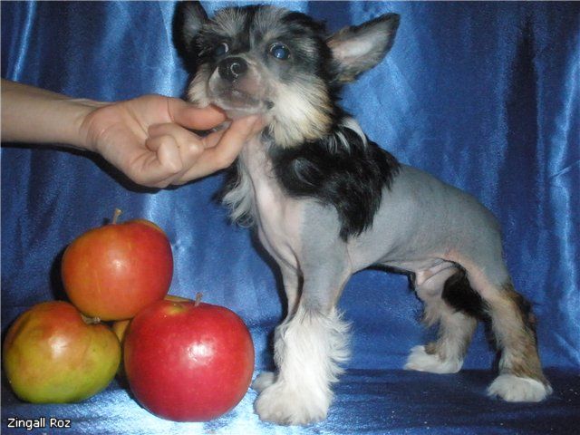 Marsel Sharm Zingall Roz 