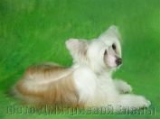 Krasotka Star Eurovigion Enigma