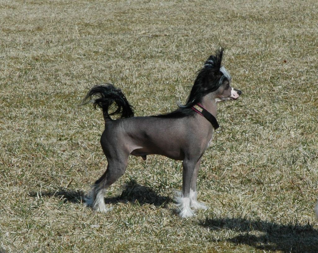 Trønderpia's Lightning Star