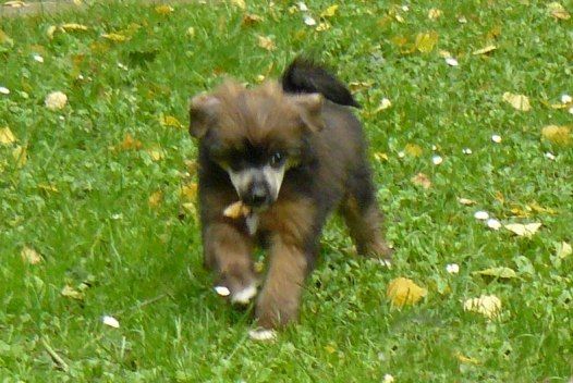 I' Top Model De Rama