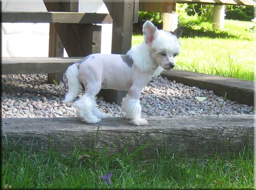 Krysolit Elvita Cookie