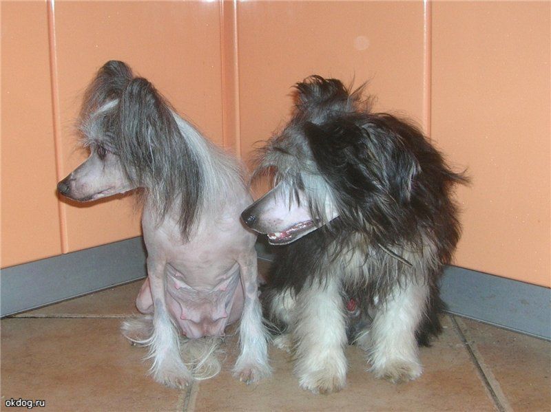 Olegro Katrin Idalgo