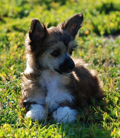 Lundegårdens G-Fenko