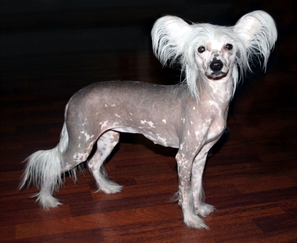 Cipracrest's Home Alone