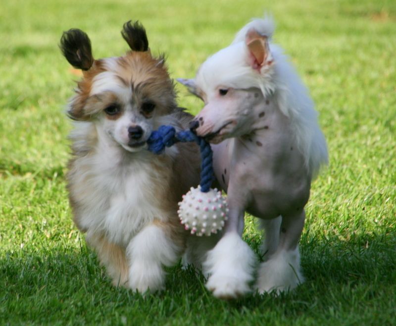 Solino's  Rockefeller