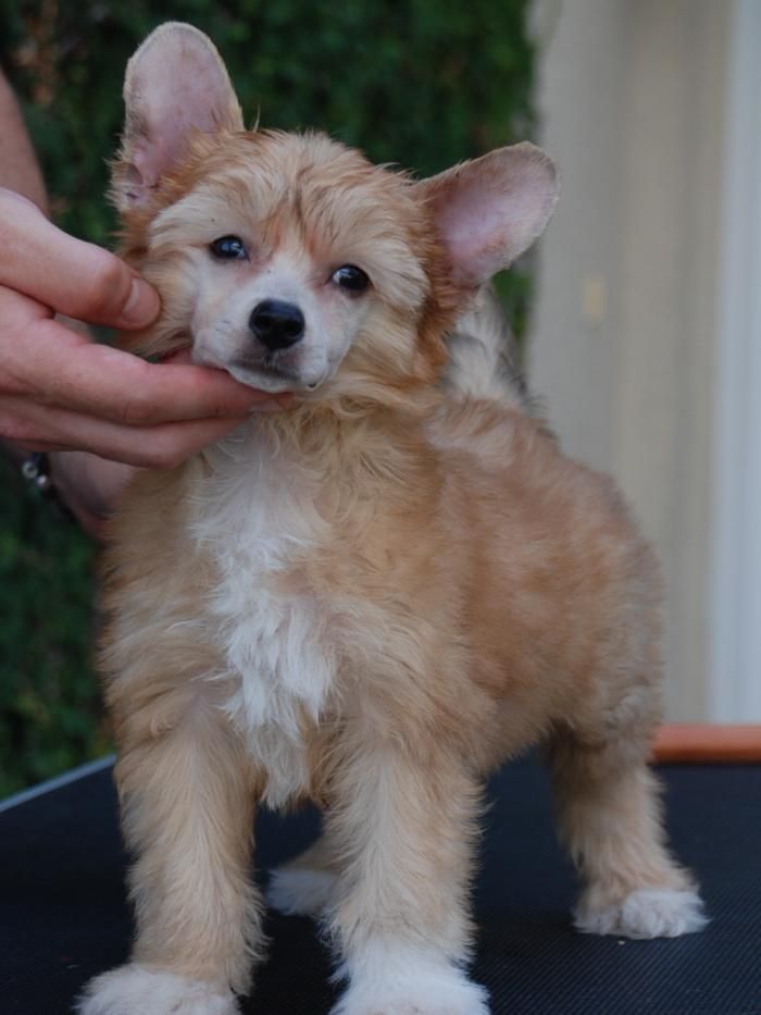 Olivera N Applelou's Creme de La Creme