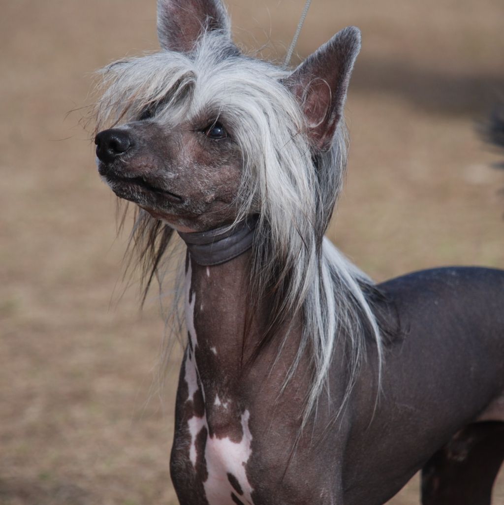 Olivera-n-applelou's Braveheart